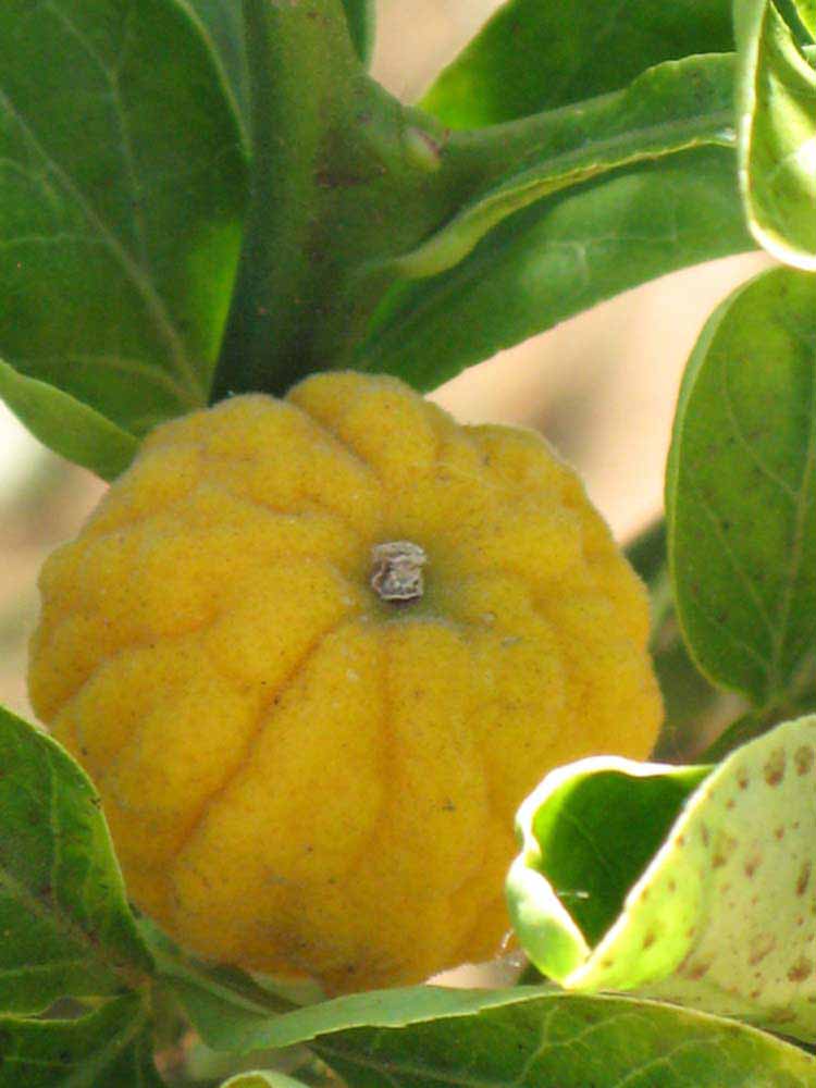            Fruit (Riverside, CA)   